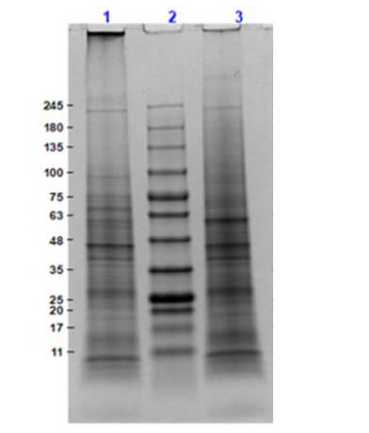 SDS-PAGE Results of Mouse Colon, Adult, Whole Cell Lysate.<br />Lane 1: Mouse Colon, Adult, Whole Cell Lysate (10 μg) Reduced.<br />Lane 2: Opal Prestained Molecular Weight Markers.<br />Lane 3: Mouse Colon, Adult, Whole Cell Lysate (10 μg) Non-Reduced.<br />Results show wide range of molecular weight bands with no sign of degradation.